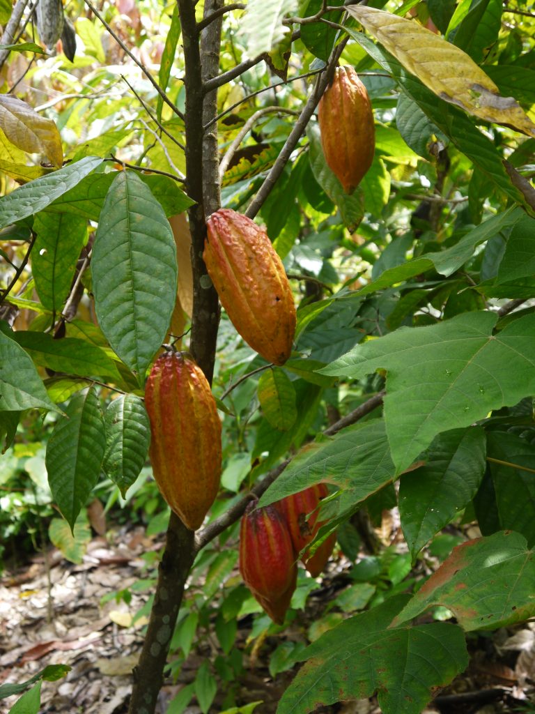 Trinatario a Trinidad