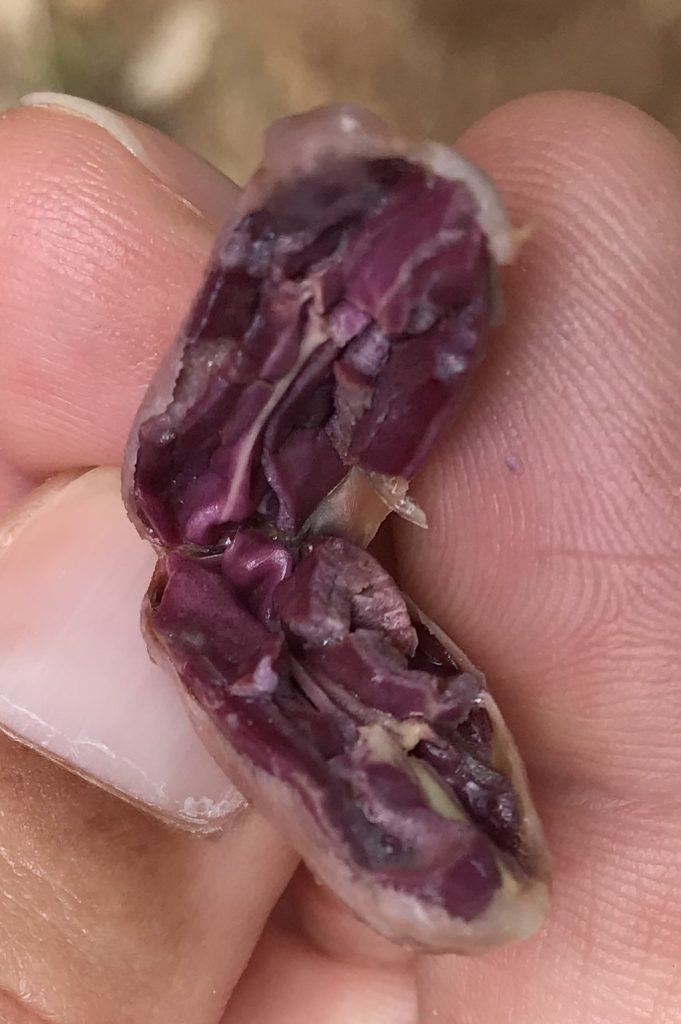Fève de cacao fraîchement ouverte : sa couleur violette témoigne de sa richesse en polyphénols.